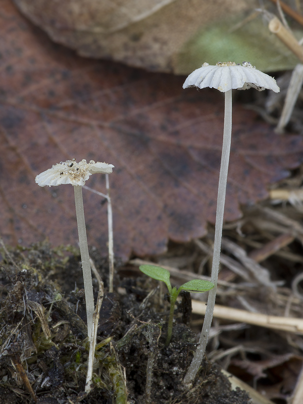 Coprinellus deminutus